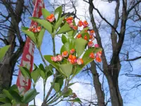 Evergreen spindle