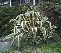 Agave variegata