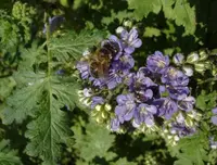 caterpillars Identification Guide