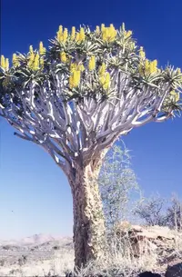 Quiver Tree