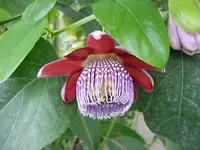passionflower