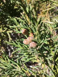 Black Juniper (Juniperus indica) plant
