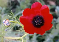 Adonis palaestina