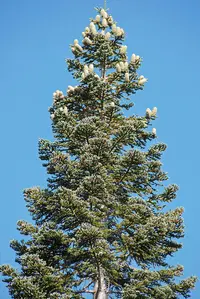 Red Fir