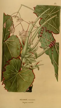 Begonia manicata