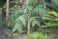 Undulate Shadowplant
