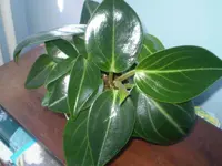 Peperomia maculosa leaves