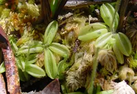 Pale Butterwort