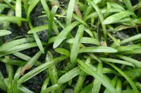 Dwarf Sagittaria (Sagittaria subulata) plant