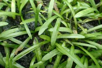 Dwarf Sagittaria (Sagittaria subulata) plant