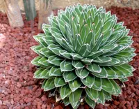Queen Victoria agave (Agave victoriae-reginae) plant