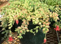 Cliff Cotyledon (Cotyledon pendens) plant