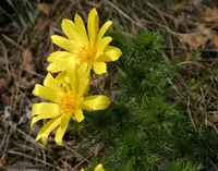 yellow pheasant's eye