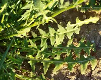 Dichasianthus runcinatus (Dichasianthus runcinatus) plant