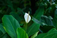Peace Lily (Spathiphyllum wallisii) plant