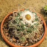 Coryphantha poselgeriana