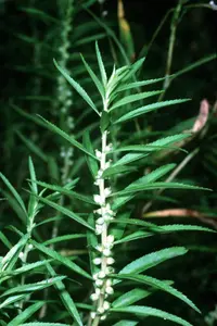 marsh mermaid weed