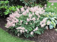 Astilbe × rosea