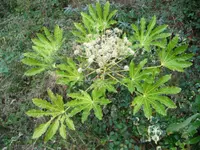 Japanese aralia (Fatsia japonica) plant