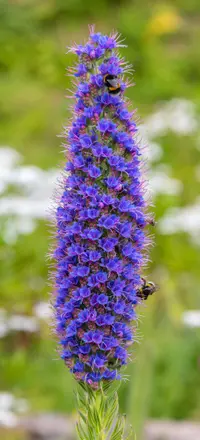 Pride of Madeira