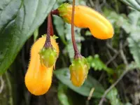Columnea strigosa