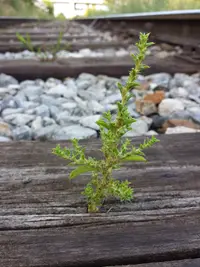 prostrate pigweed