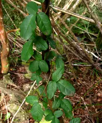 pilpil