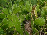 Common pricklypear (Opuntia monacantha) plant