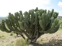 Polaskia chichipe cactus
