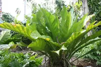 scalloped laceleaf