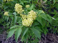 Red-berried Elder