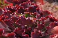 Sarracenia purpurea leaf