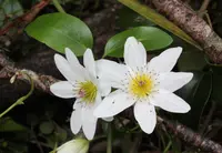 Puawhananga (Clematis paniculata) plant