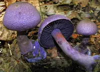 violet webcap