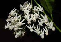 Hoya multiflora flowers