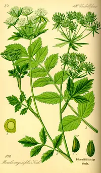 cutleaf waterparsnip
