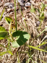 Aristolochia pallida (Aristolochia pallida) plant