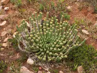 Medusa’s head (Euphorbia caput-medusae) plant
