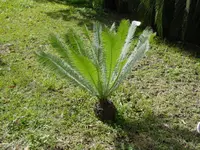 Chestnut dioon