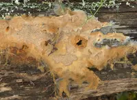 Asterodon ferruginosus