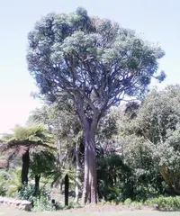 spiked cabbage tree