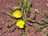 tansyleaf evening primrose