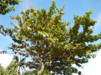 tropical-almond (Terminalia catappa) plant