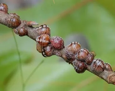 Soft Scale