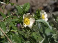 Glandular dog-rose (Rosa squarrosa) plant