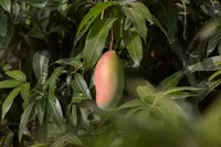 mango tree