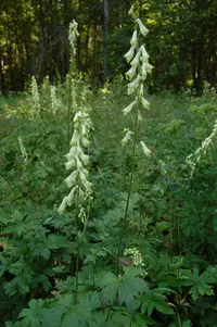 Aconitum lasiostomum (Aconitum lasiostomum) plant