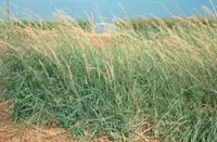 sideoats grama (Bouteloua curtipendula) plant