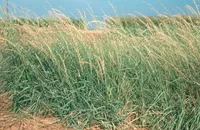 sideoats grama