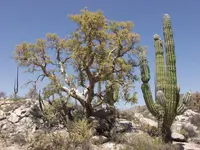 Baja elephant tree